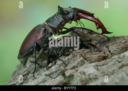 Stag beetle Lucanus cervus à parade nuptiale Banque D'Images
