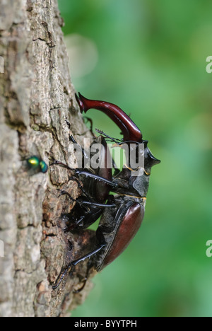 Stag beetle Lucanus cervus à parade nuptiale Banque D'Images