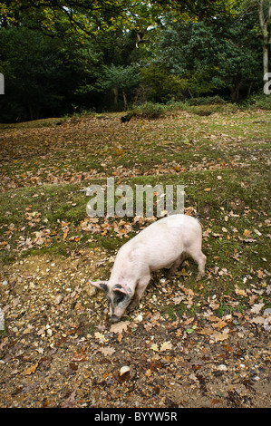 Un cochon rose dans la nouvelle forêt durant la saison pannage. Les porcs sont mis hors de la forêt pour le fourrage pour les glands. Banque D'Images