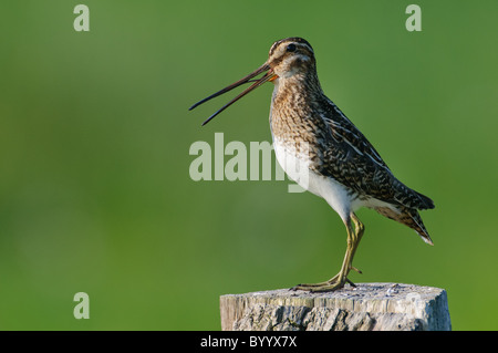 Fantail commun [snipe Gallinago gallinago], dans le nord de l'Allemagne Banque D'Images