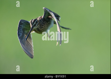 Fantail commun [snipe Gallinago gallinago], dans le nord de l'Allemagne Banque D'Images