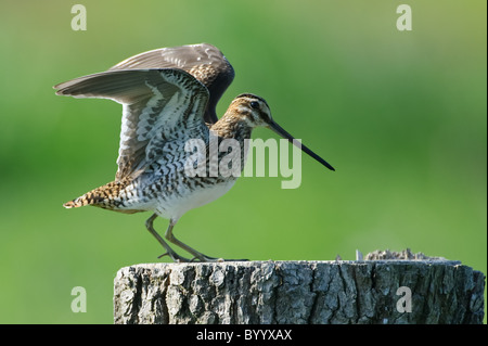 Fantail commun [snipe Gallinago gallinago], dans le nord de l'Allemagne Banque D'Images