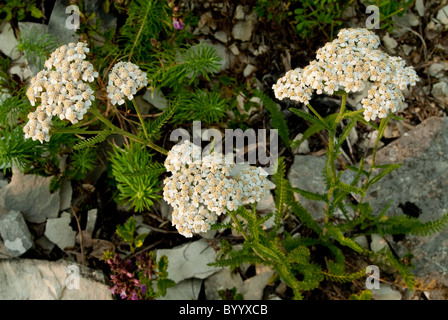 Politique achillée millefeuille (Achillea millefolium), plante à fleurs. Banque D'Images