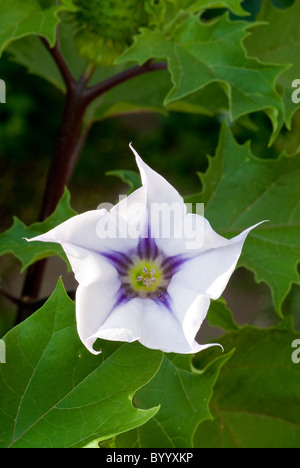 Thorn Apple (Datura stramonium), fleur. Banque D'Images
