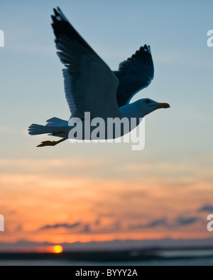 Moindre goéland marin Larus fuscus Heringsmoewe Banque D'Images