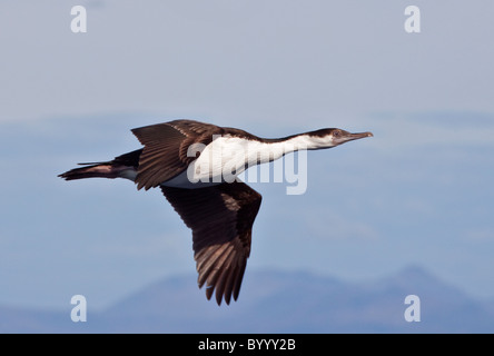 Imperial ou King Shag (Phalacrocorax atriceps), le Cap Horn, en Amérique du Sud Banque D'Images