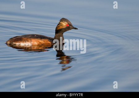 Grèbe à cou noir Podiceps nigricollis Schwarzhalstaucher Banque D'Images