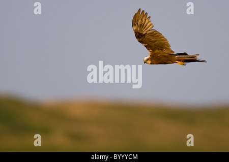 Poule nord Busard Saint-Martin Circus cyaneus Kornweihe marsh Banque D'Images