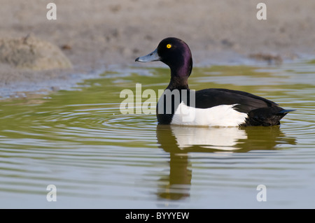 Fuligule morillon Aythya fuligula Reiherente Banque D'Images