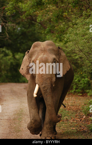 Éléphant asiatique mâle (Tusker) dans 'musth" (chaleur) charge de front sur un chemin forestier dans la Réserve de tigres de Jim Corbett, Inde Banque D'Images
