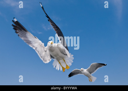 Moindre goéland marin Larus fuscus, oiseaux de mer Oiseaux de mer des wadden Allemagne du nord Banque D'Images