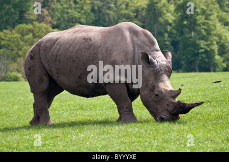 Rhinoceros Ceratotherium simum rhino africain de pâturage du sud big five 5 parc safari de longleat game reserve Banque D'Images