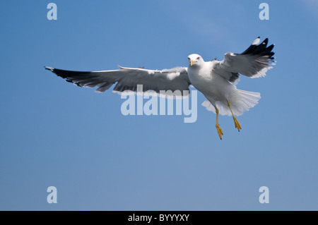 Moindre goéland marin Larus fuscus, oiseaux de mer Oiseaux de mer des wadden Allemagne du nord Banque D'Images