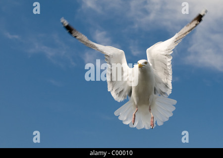 Moindre goéland marin Larus fuscus, oiseaux de mer Oiseaux de mer des wadden Allemagne du nord Banque D'Images