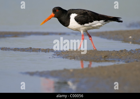 Huîtrier pie Haematopus ostralegus Eurasian oiseau, mer des Wadden, dans le nord de l'Allemagne Banque D'Images