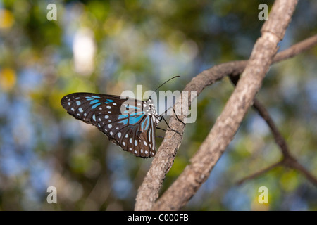 Tiger Blue Butterfly (Tirumala hamata) sur brindille dans Butterfly Sanctuary, Magnetic Island, Townsville, Queensland, Australie. Banque D'Images