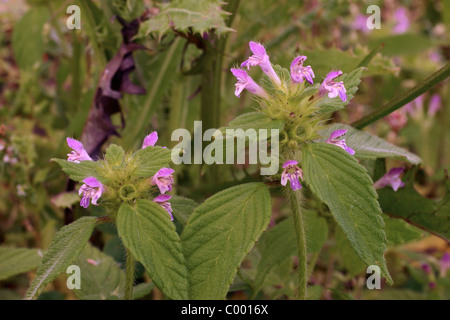 Politique ortie royale (Galeopsis tetrahit : Lamiaceae), Royaume-Uni. Banque D'Images