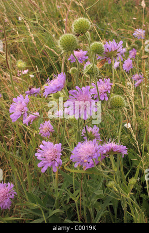 Field scabious (Knautia arvensis : -), Royaume-Uni. Banque D'Images