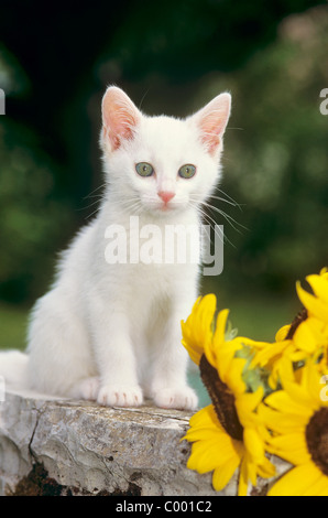 Chat domestique. Chaton blanc assis à côté de tournesols Banque D'Images