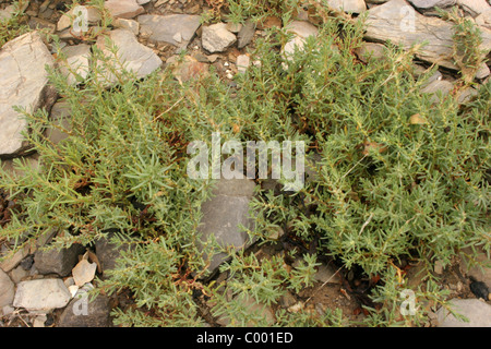 Mer-blite annuel (Suaeda maritima : Chenopodiaceae) dans saltmarsh, UK. Banque D'Images