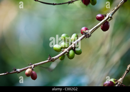 De plus en plus de café à la plantation dans les fermes de Sandra Adjuntas, Puerto Rico. Banque D'Images