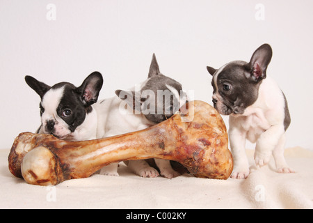 Bouledogue Français - trois chiots à bone Banque D'Images