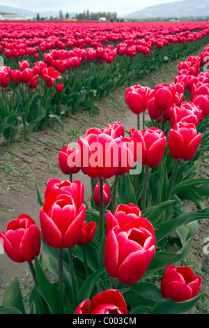 Voir jardin de bulbes de tulipes à floraison printanière dans Skagit Valley, Washington, USA. Banque D'Images