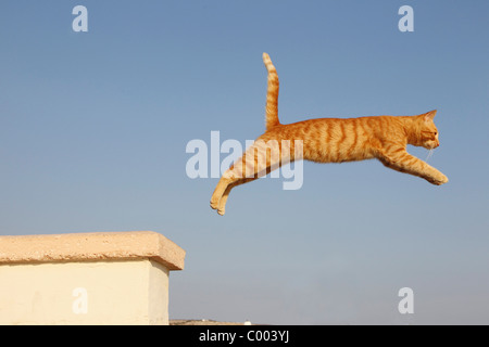 Chat domestique (Felis silvestris, Felis catus). Tabby adulte saut sur un mur blanc, Chypre Banque D'Images