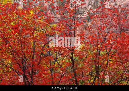 Gros érables dent aux heures de la couleur de l'automne dans la région de Zion Canyon, Zion National Park, Utah, USA. Banque D'Images