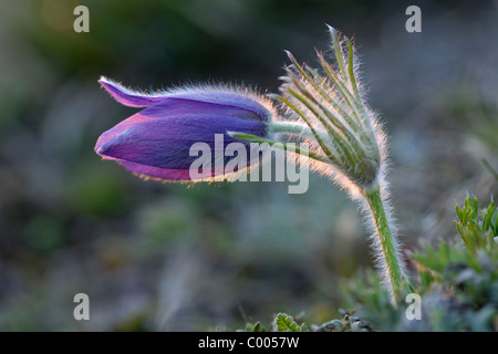 Gewoehnliche Kuechenschelle, Pulsatilla vulgaris Anémone pulsatille commune,, Mittelfranken, Bayern, Bavaria, Deutschland, Deutschland Banque D'Images