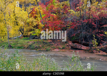 Des peupliers et des érables dans Big Tooth pic la couleur de l'automne le long de la banque, de Virgin River Canyon, Zion Zion National Park, Utah, USA. Banque D'Images