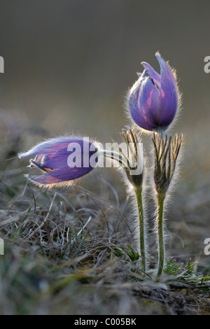 Gewoehnliche Kuechenschelle, Pulsatilla vulgaris Anémone pulsatille commune,, Mittelfranken, Bayern, Bavaria, Deutschland, Deutschland Banque D'Images