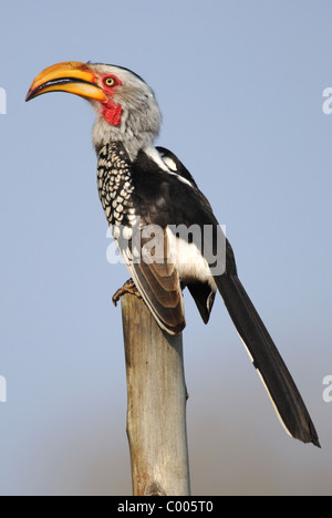 Calao à bec jaune (Tockus leucomelas) dans le parc national Kruger, Afrique du Sud. Banque D'Images