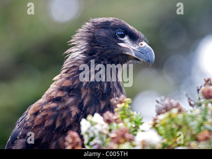 Caracara strié (phalcoboenus australis), l'île de West Point, Falklands Banque D'Images