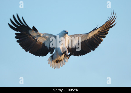 White-bellied Sea Eagle la chasse au fleuve jaune, le Parc National de Kakadu, Australie Banque D'Images