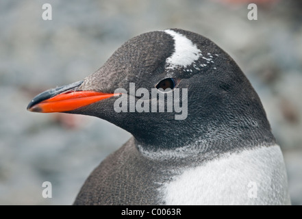 Gentoo pingouin (Pygoscelis papua), Godthul, Géorgie du Sud Banque D'Images