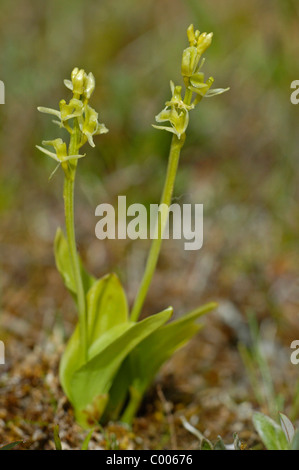 Liparis loeselii, Glanzkraut, Texel, Hollande, Pays-Bas Banque D'Images