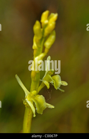 Liparis loeselii, Glanzkraut, Texel, Hollande, Pays-Bas Banque D'Images