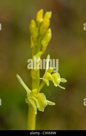 Liparis loeselii, Glanzkraut, Texel, Hollande, Pays-Bas Banque D'Images