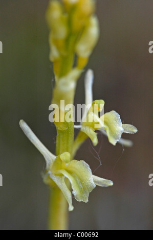 Liparis loeselii, Glanzkraut, Texel, Hollande, Pays-Bas Banque D'Images