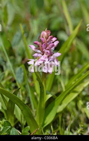 Fleischfarbenes, Knabenkraut Dactylorhiza incarnata, début de Marsh Orchid, Insel Texel, Hollande, Pays-Bas Banque D'Images