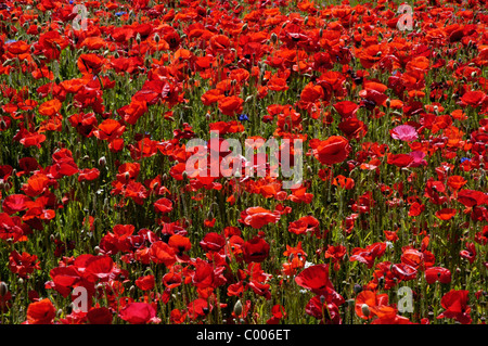 Klatschmohn, Bluete, Papaver rhoeas, commun à opium, Blossom, Texel, Hollande, Pays-Bas Banque D'Images