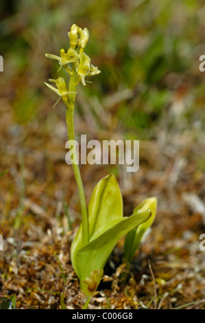 Liparis loeselii, Glanzkraut, Texel, Hollande, Pays-Bas Banque D'Images