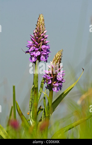 Geflecktes, Knabenkraut Dactylorhiza maculata, Orchis maculata, Heath Spotted Orchid,Texel, Hollande, Pays-Bas Banque D'Images