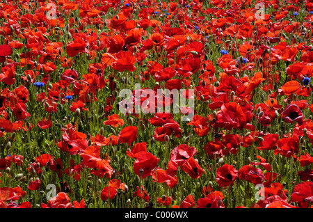 Klatschmohn, Bluete, Papaver rhoeas, commun à opium, Blossom, Texel, Hollande, Pays-Bas Banque D'Images