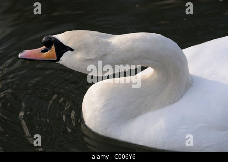 Une photographie du gros plan d'une tête et du cou de cygne. Banque D'Images