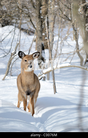 L'article 1 an de cerfs dans les bois en hiver la neige. Banque D'Images