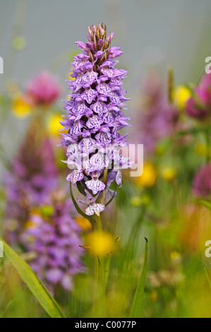 Geflecktes, Knabenkraut Dactylorhiza maculata, Orchis maculata, Heath Spotted Orchid,Texel, Hollande, Pays-Bas Banque D'Images