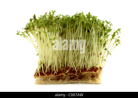 Cress (Lepidium sativum) est cultivé à partir de graines sur des couches de papier rouleau de cuisine. Arrière-plan blanc. Banque D'Images