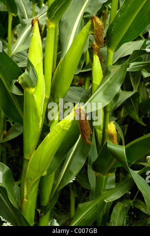 Maiskolben, Feld, Zea mays, Champ, rafles, Bade-Wurtemberg, Allemagne, Allemagne Banque D'Images